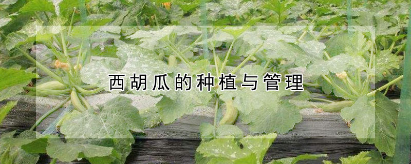 西胡瓜的種植與管理