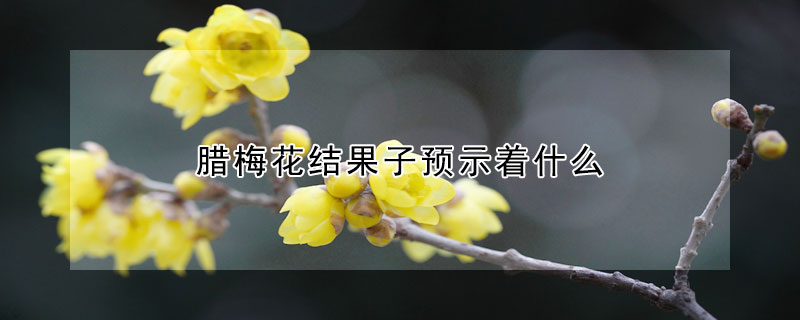 臘梅花結(jié)果子預(yù)示著什么