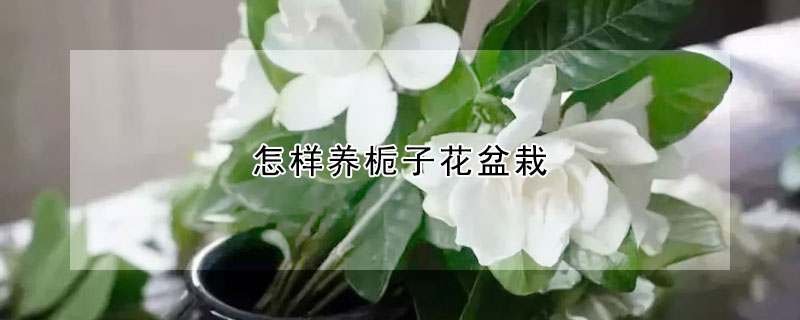 怎樣養(yǎng)梔子花盆栽