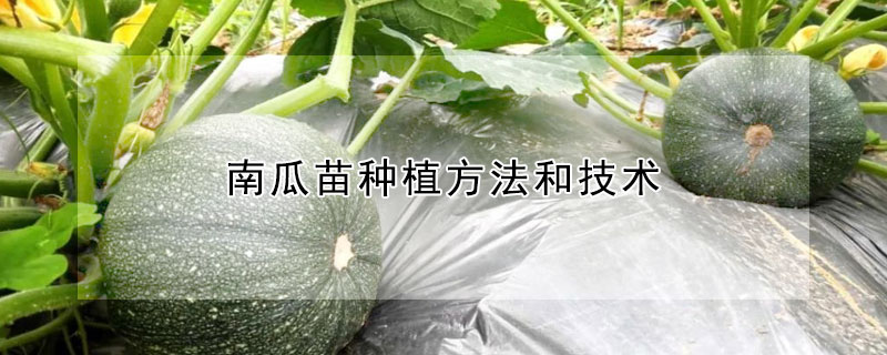 南瓜苗種植方法和技術(shù)