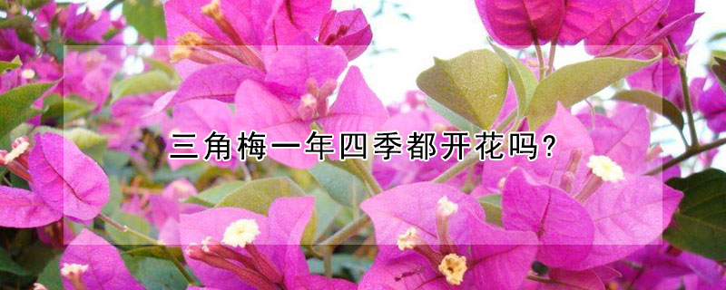 三角梅一年四季都開花嗎?