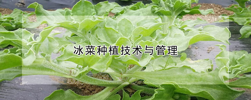 冰菜種植技術與管理