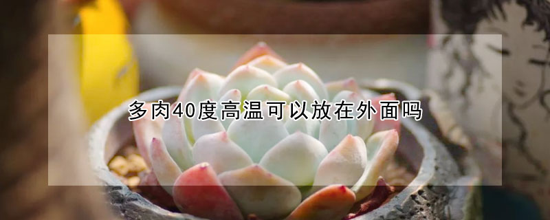 多肉40度高溫可以放在外面嗎