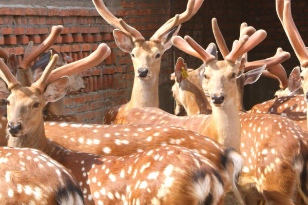 梅花鹿是什么動物