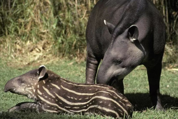 貘是什么動物