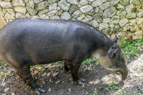 貘是什么動物