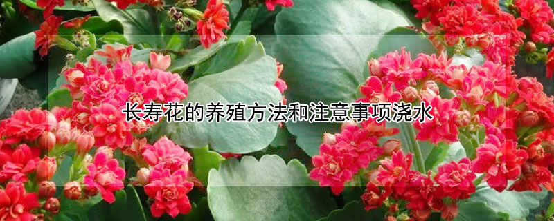 長壽花的養(yǎng)殖方法和注意事項澆水