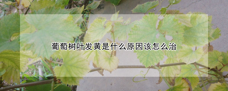 葡萄樹葉發(fā)黃是什么原因該怎么治