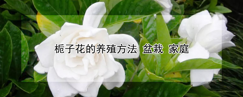 梔子花的養殖方法 盆栽 家庭