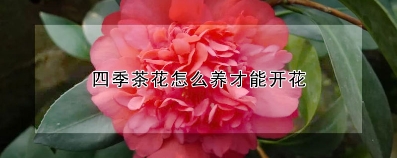 四季茶花怎么養才能開花