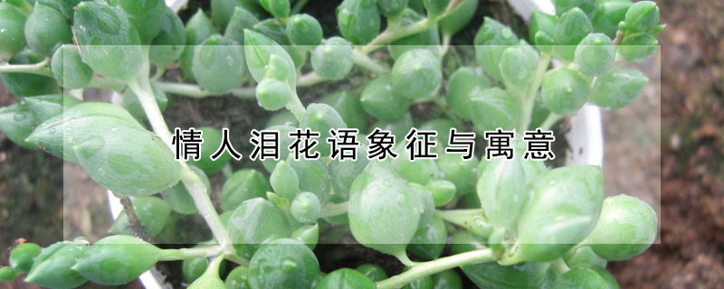 情人淚花語象征與寓意