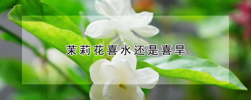 茉莉花喜水還是喜旱