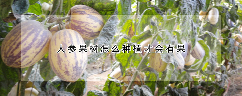 人參果樹怎么種植才會有果