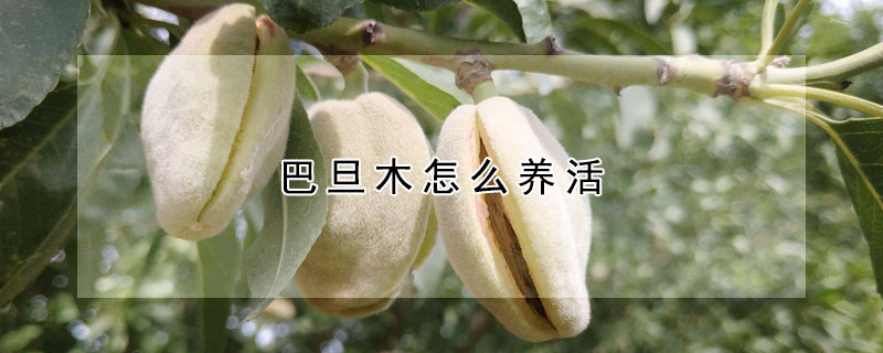 巴旦木怎么養(yǎng)活