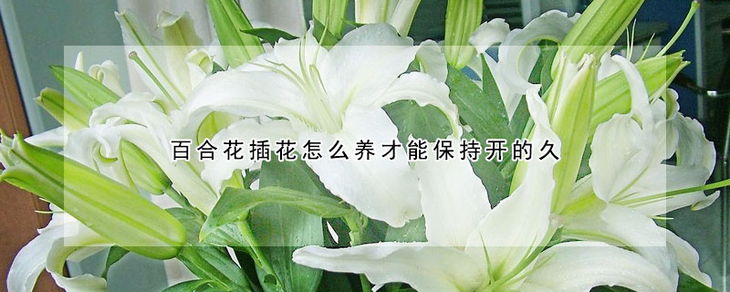 百合花插花怎么養(yǎng)才能保持開的久