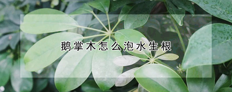 鵝掌木怎么泡水生根