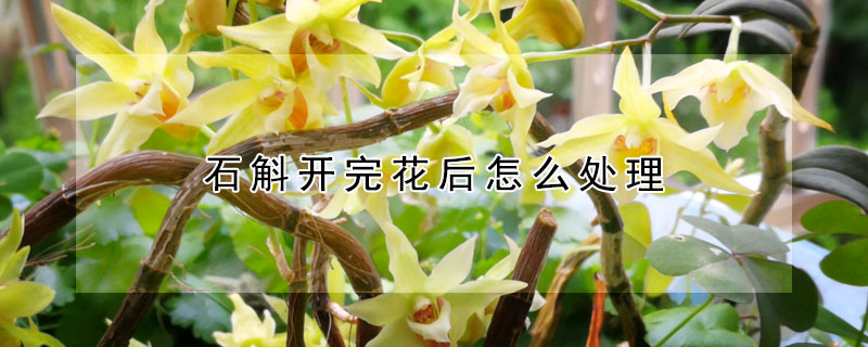 石斛開完花后怎么處理