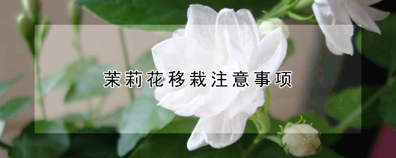 茉莉花移栽注意事項