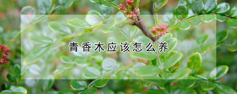 青香木應(yīng)該怎么養(yǎng)