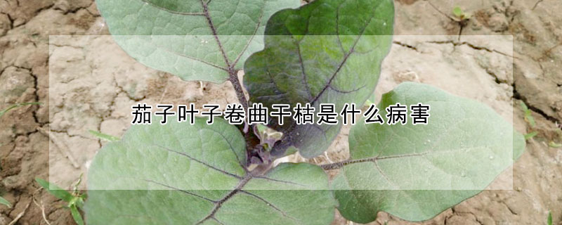 茄子葉子卷曲干枯是什么病害