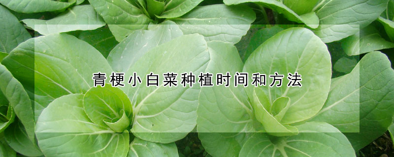 青梗小白菜種植時間和方法