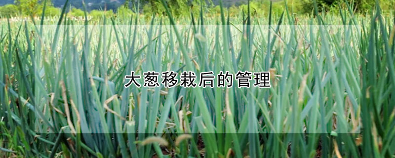 大蔥移栽后的管理