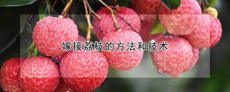 嫁接荔枝的方法和技術(shù)