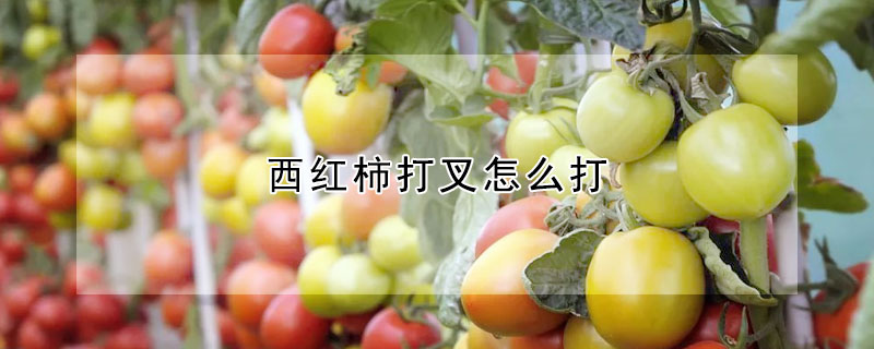 西紅柿打叉怎么打