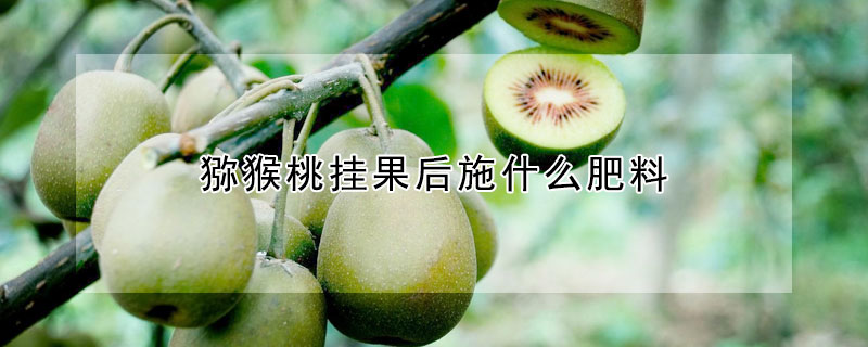 獼猴桃掛果后施什么肥料