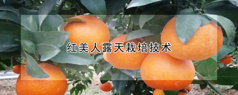 紅美人露天栽培技術(shù)