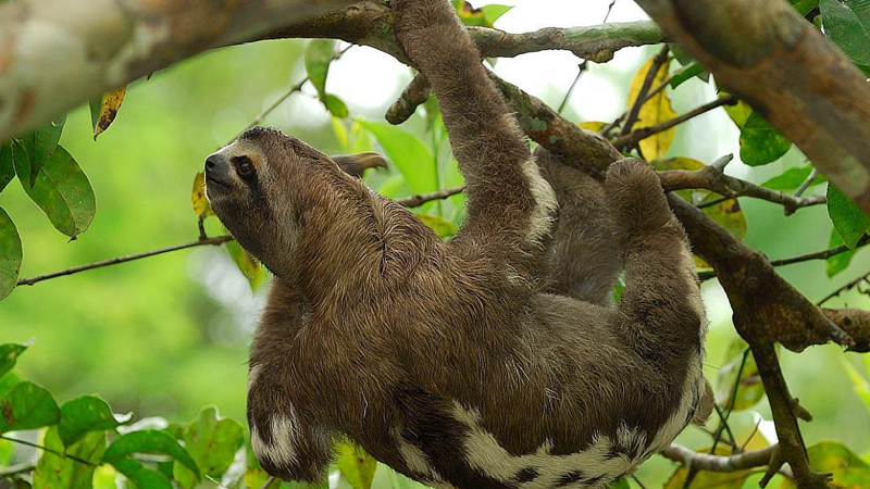 樹懶和考拉是一個動物嗎