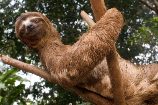 樹懶和考拉是一個動物嗎