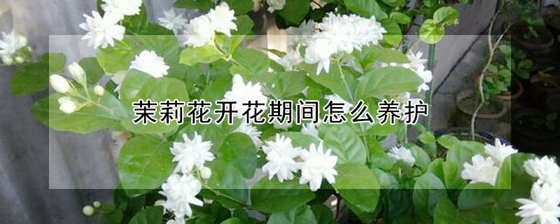 茉莉花開花期間怎么養護