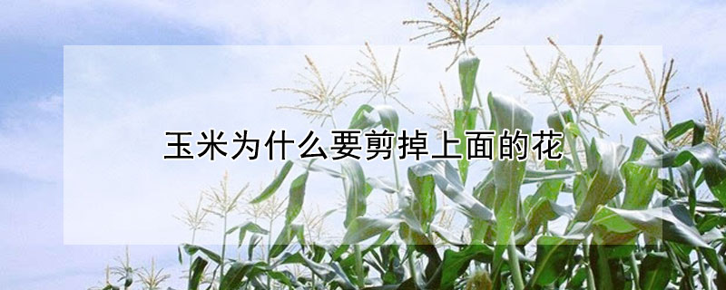 玉米為什么要剪掉上面的花