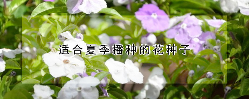 適合夏季播種的花種子