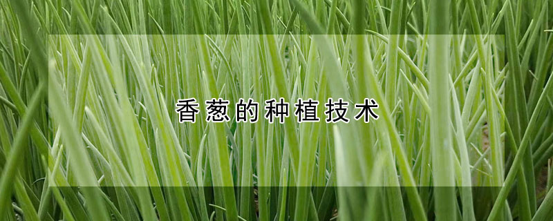 香蔥的種植技術(shù)