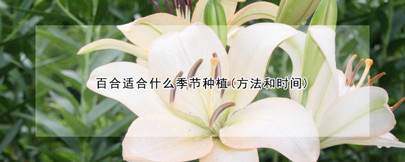 百合適合什么季節(jié)種植(方法和時(shí)間)