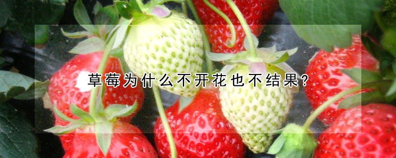 草莓為什么不開花也不結果?