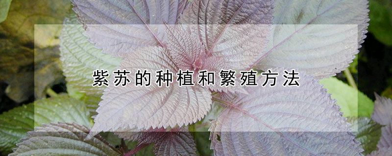 紫蘇的種植和繁殖方法