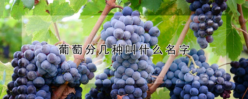 葡萄分幾種叫什么名字