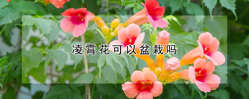 凌霄花可以盆栽嗎