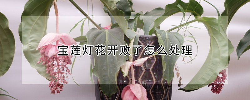 寶蓮燈花開敗了怎么處理