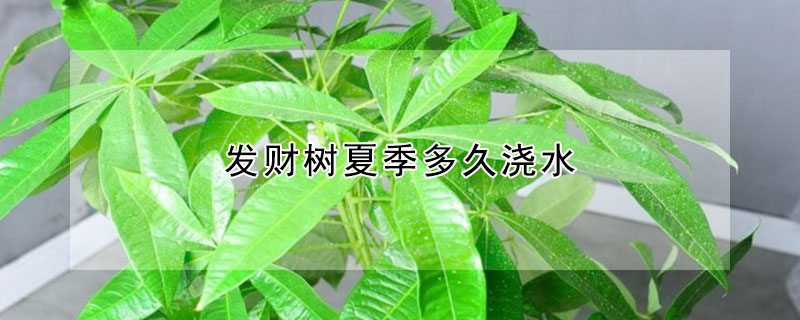 發(fā)財(cái)樹(shù)夏季多久澆水