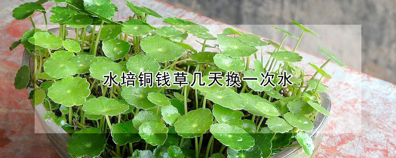 水培銅錢草幾天換一次水