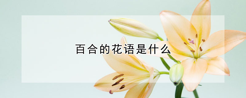 百合的花語是什么