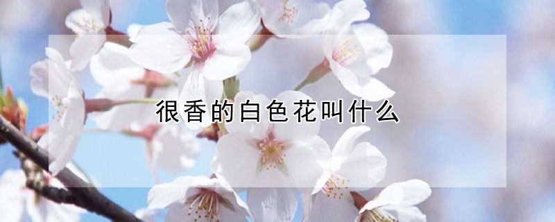 很香的白色花叫什么