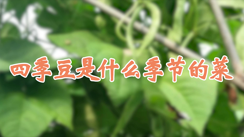 四季豆是什么季節的菜