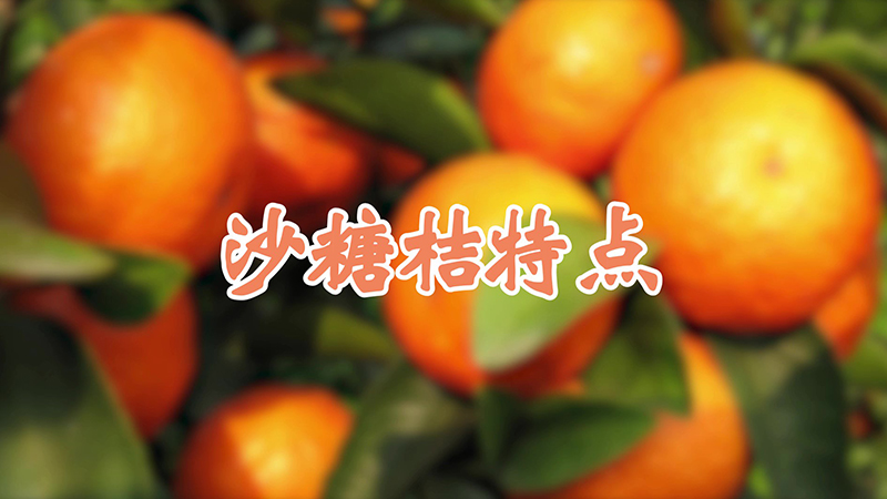 沙糖桔特點(diǎn)