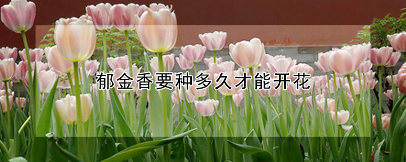 郁金香要種多久才能開(kāi)花