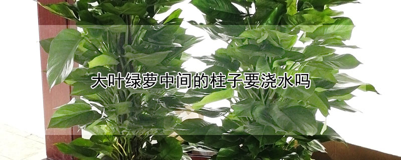 大葉綠蘿中間的柱子要澆水嗎